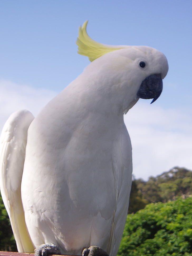 kakadue, Tropical, papegøje, fugl, fauta, hvide fjer, gul crest
