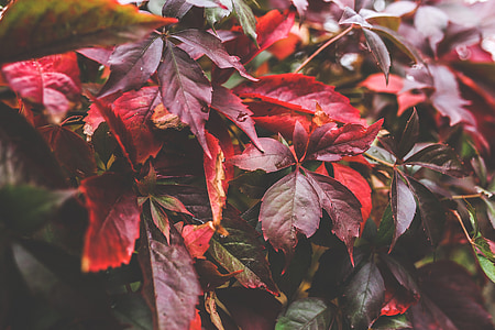 leaves, red, autumn, leaf, fall, big