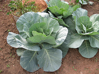 bắp cải, Sân vườn, sản xuất, nông nghiệp, làm vườn, ăn chay, thực vật