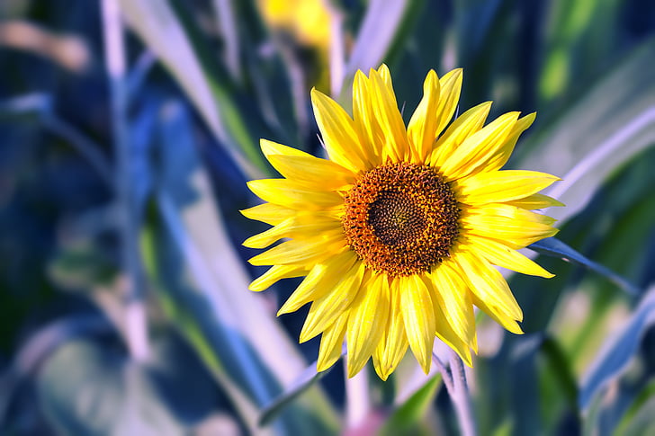 sunflower, flower, yellow, nature, sun, floral, plant