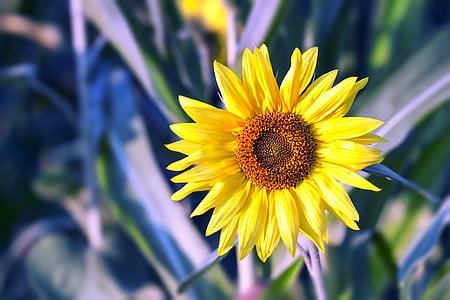 Slunečnice, květ, žlutá, Příroda, slunce, květinové, závod