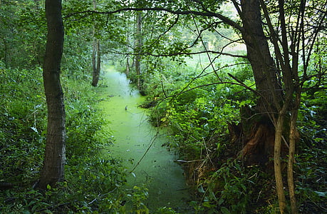 green, tree, forests, view, swamp, scrubs, the bushes