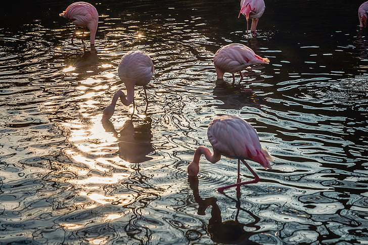 Luonto, vesi, eläimet, Linnut, Flamingos, vaaleanpunainen, auringonvalo