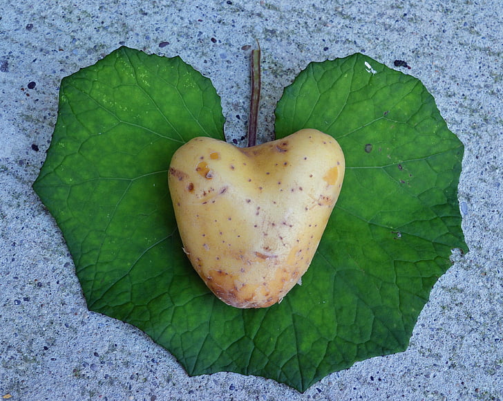 hjerte, potet, kjærlighet, jeg liker deg, Jeg liker at du, Valentinsdag, grønnsaker