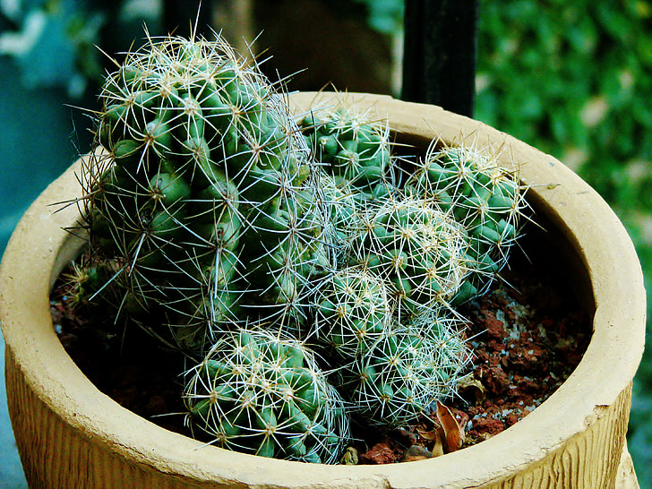 Cactus, Cactus, pianta, pianta da vaso, pentola, natura, pianta succulenta