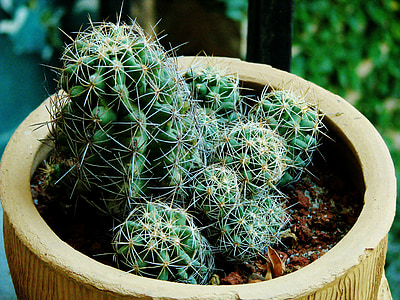 cactus, cacti, plant, potted plant, pot, nature, succulent Plant