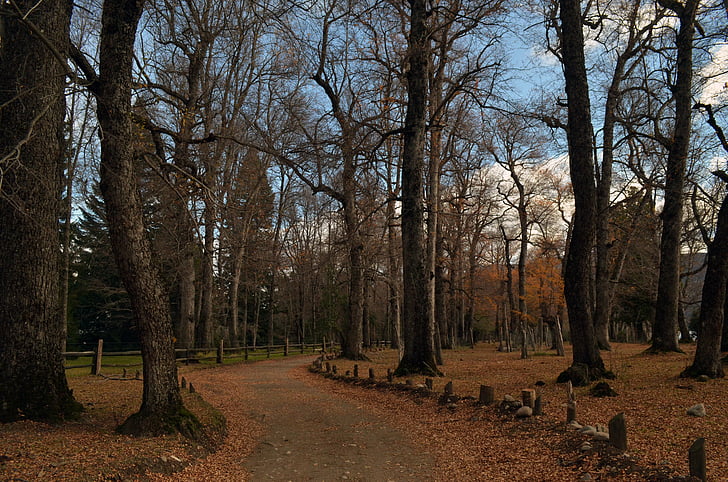 Syksy, Metsä, maisema, puut, San Martínin andes