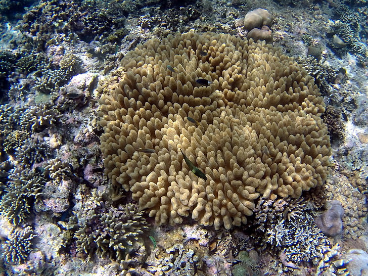 coral, fish, bali