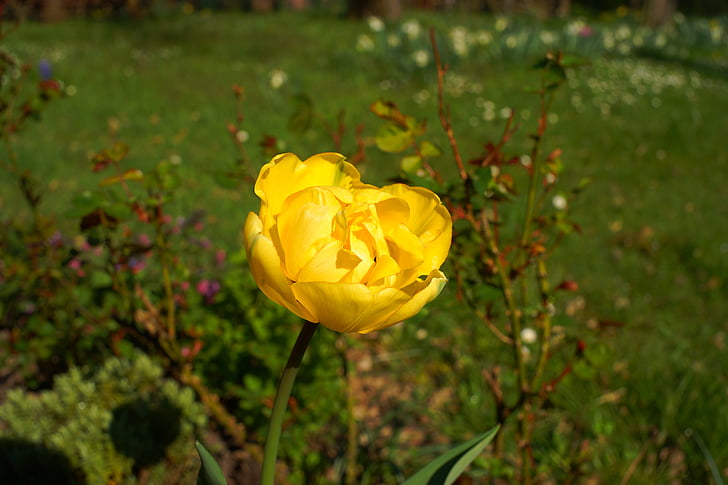 flor amarela, jardim, Tulipa, Holanda, botânicos, planta, natureza