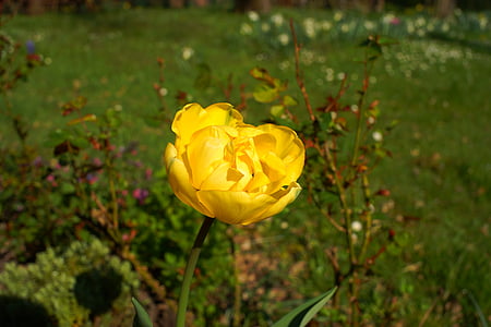yellow flower, garden, tulip, holland, botanical, plant, nature