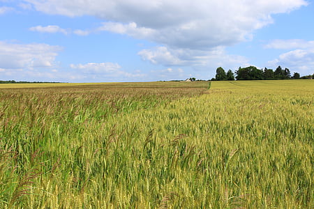 小麦, フィールド, トウモロコシ畑, 穀物