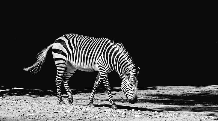 África, animal, blanco y negro, en blanco y negro, equinos, herbívoro, mamíferos