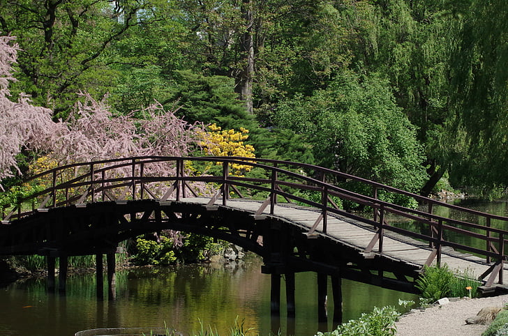 木製の橋, ガーデン, 水, 春, グリーン, 自然, 植生