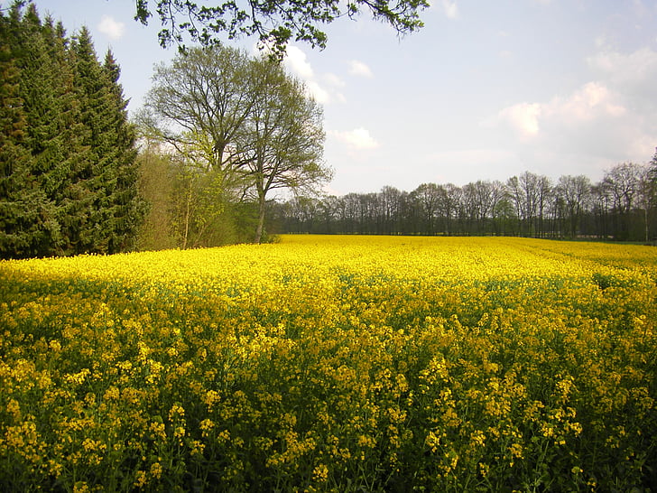 oilseed rape, yellow, field, field of rapeseeds, blossom, bloom, summer