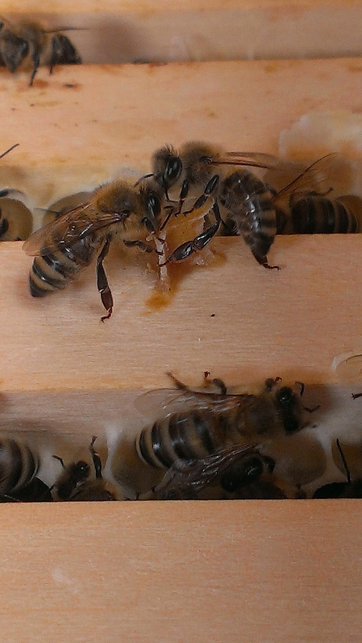 bees, honeycomb, wood, insect, bee, animal, honey