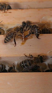 abeilles, nid d’abeille, bois, insecte, abeille, animal, miel