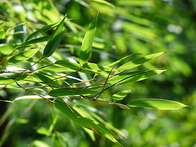 bambus, bambus, lišće, lišće, zelena, sladić, Poaceae, phyllostachys