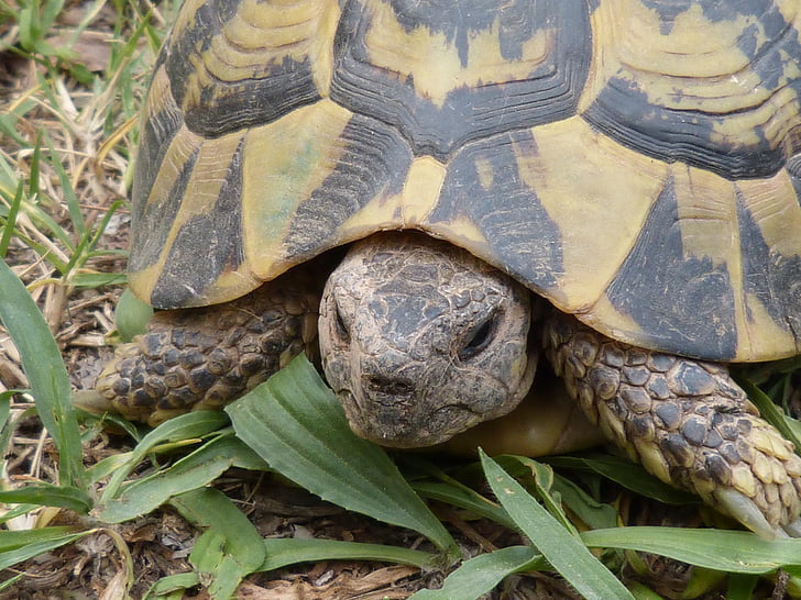 schildpad, mediterrane schildpad, detail, Priorat, Montsant, dierentuin, natuurlijke