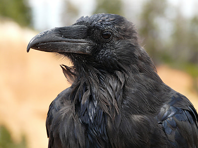 Raven, con chim, chim, Bryce canyon, Hoa Kỳ, động vật, động vật hoang dã