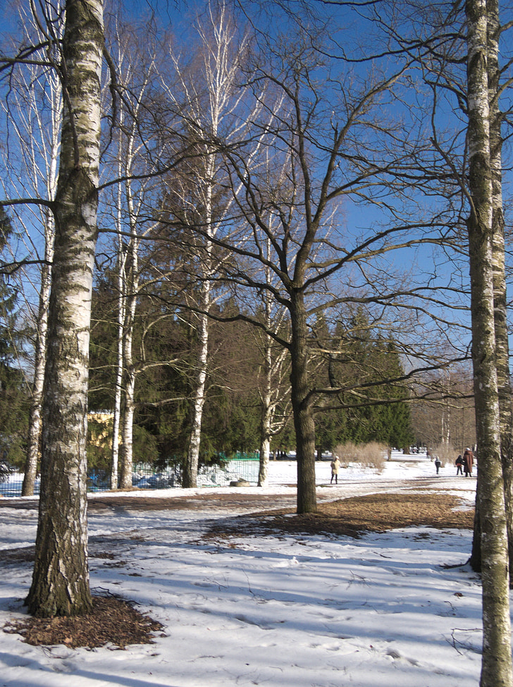 sneh, zimné, strom, Príroda, Forest, Studená - teplota, vonku