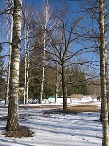 雪, 冬天, 树, 自然, 森林, 低温, 户外