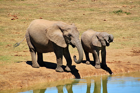 非洲布什大象, 大象, 动物, 非洲, 野生动物园, 荒野, 南非