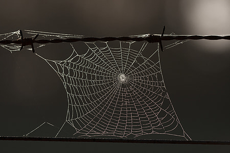 cobweb, network, autumn, nature