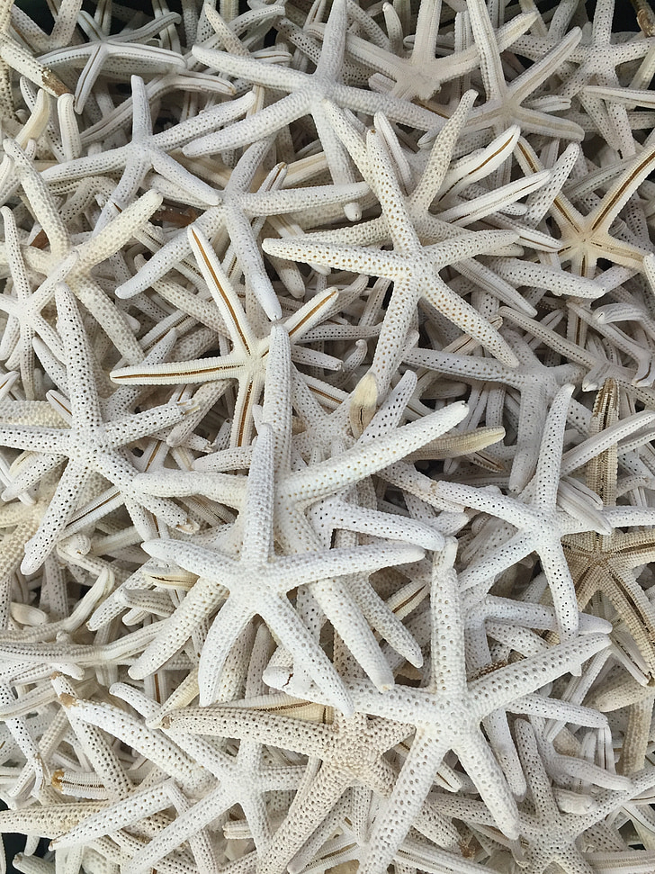 Starfish, ster, vis, delicate, wit, sluiten, omhoog