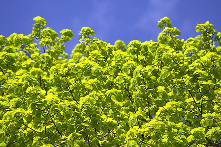 树, 叶子, 淡绿色, 弗里施, 春天, 光明, 自然