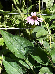 Echinacea, tanaman, mekar, bunga, herbal, herbal, obat