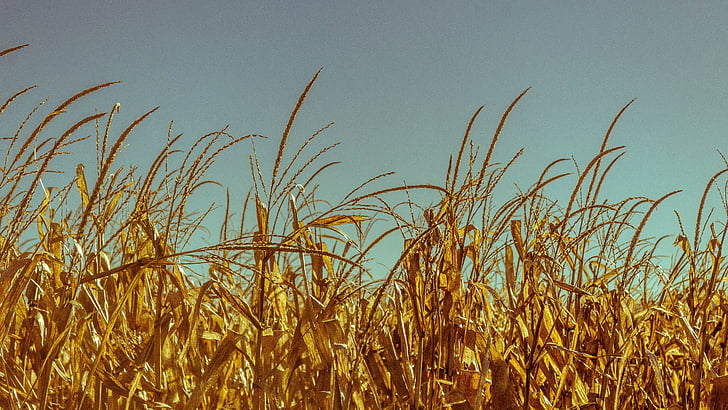 pšenica, polje, usjevi, polje kukuruza, zrno, žitarice, polja