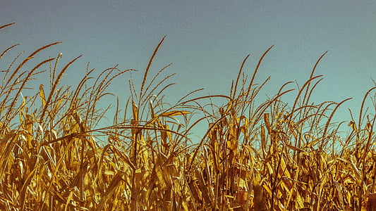 pšenica, pole, plodiny, kukuričnom poli, zrno, obilniny, polia