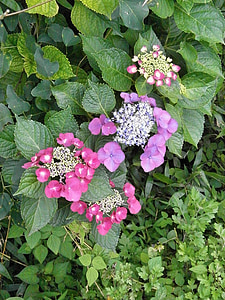 hortensias, hortensia, fleurs violettes, fleurs rouges
