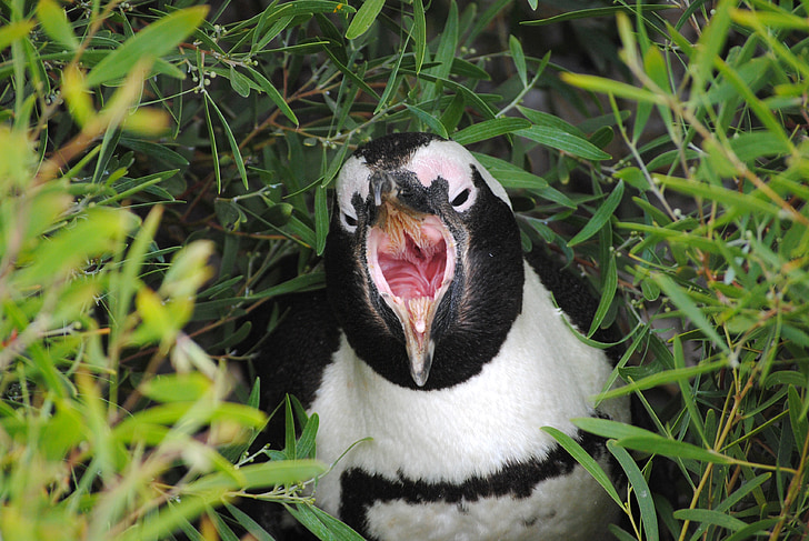 pingvin, Južna Afrika, Cape town, Boulder beach, RT