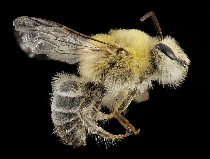 barbut abella, macro, insecte, natura, pol·len, ales, perfil