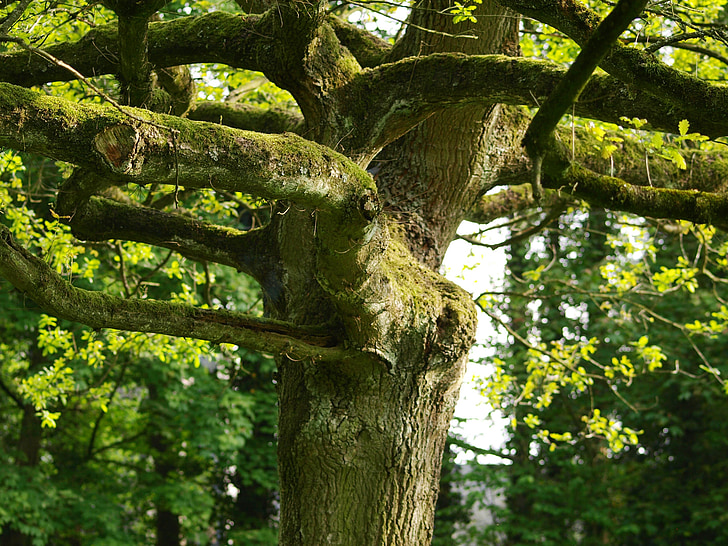 árbol, árbol viejo, retorcidos, Moss, registro
