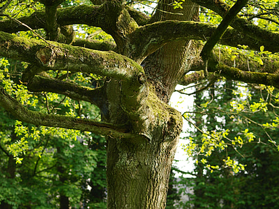 tree, old tree, gnarled, moss, log