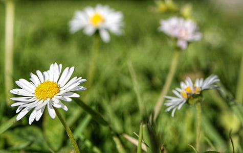 asteraceae, bloom, blossom, chamomile, close-up, flora, flowers