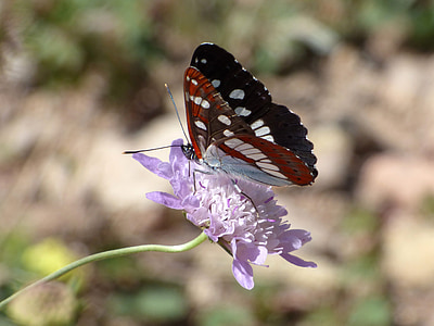 bướm, nữ thần suối, limenitis reducta, nimfa mediterrània, Wild flower, libar, thân cây
