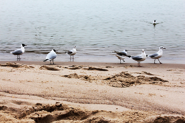чайки, пляж, воды, птица, Балтийское море, Чайка, песчаный пляж