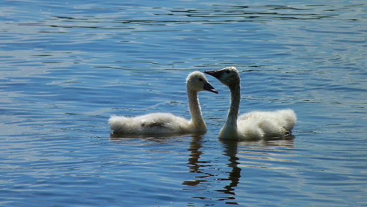 swan, swans, young swans, schwimmvogel, water bird, bird, animal