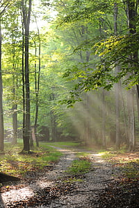 Forest, stromy, lúče, svetlo, Sunshine, zeleň, spôsob
