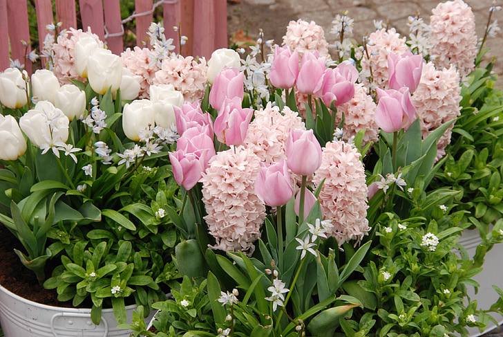 tulip, spring, flora, flower, pink, white