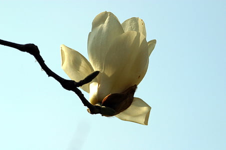 magnólie, bílá magnolia, květiny, květ Magnolie, jaro, detail, žádní lidé