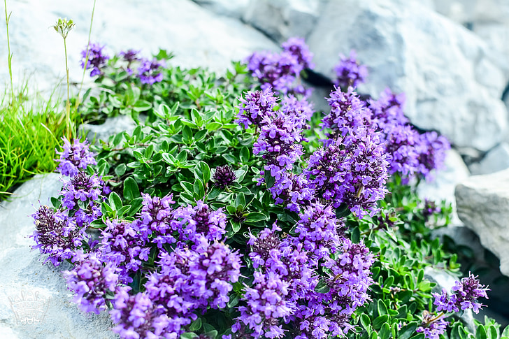 fiori, fiori viola, fiori di abkhazia