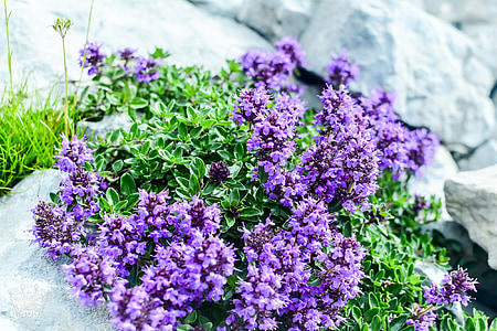 Hoa, Hoa màu tím, Hoa của abkhazia