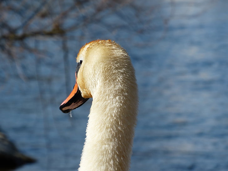 mute swan, swan, bird, river, lake, waters, water