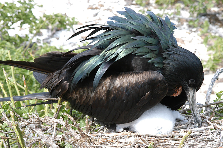 uccello, Galapagos, nido, Ecuador