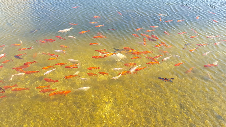Koi, peixos de colors, l'aigua, forma de cria japonès, or, sort, superfície d'aigua