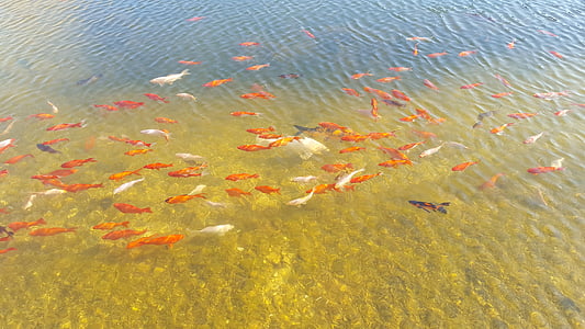 Koi, peixos de colors, l'aigua, forma de cria japonès, or, sort, superfície d'aigua